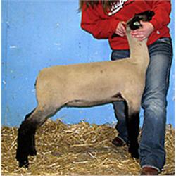  Massive x Wt. 5138 (Ultra)