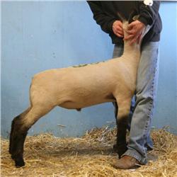  Massive x Wt. 5138 (Ultra)