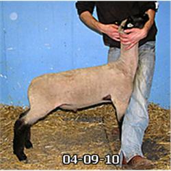  Master Card x Protocol