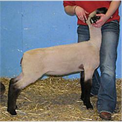  Massive x 7020 (Johnny x Reality)