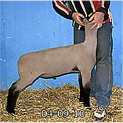  Master Card x 8115 (Dog Daughter)