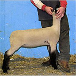  Master Card x 8007 (Johnny x Wt. 4060)