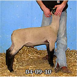  Masquerade x 8100 (MC x Gray 240)