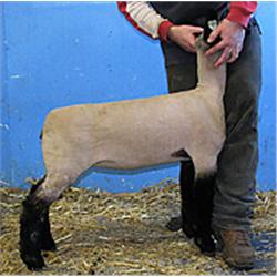  Massive x 8233 (Master Card)