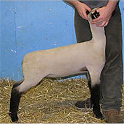  Master Card x 7043 (Mr. T x Pnk. 182-Big Fish)