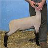 Image 1 :  Master Card x 7043 (Mr. T x Pnk. 182-Big Fish)