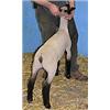 Image 2 :  Master Card x 7043 (Mr. T x Pnk. 182-Big Fish)