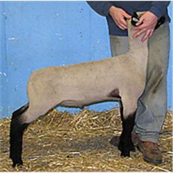  Master Card x St. 502 (Big Fish)