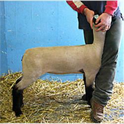  Massive x 8302 (Jasper-Johnny x Sponge Bob)