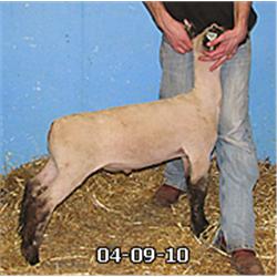  Massive x 7081 (Mr. T x Martin)