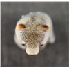 Image 5 : ZUNI ANTLER FETISH (GABE SICE)