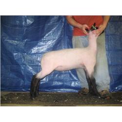 Ewe Lamb (Jan)