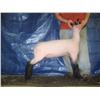 Image 1 : Ewe Lamb (Jan)