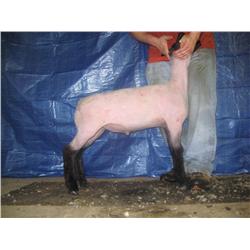 Wether Lamb (Jan)