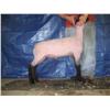 Image 1 : Wether Lamb (Jan)