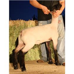 Burson Club Lambs