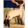 Image 1 : Burson Club Lambs