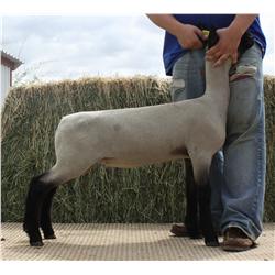 Burson Club Lambs