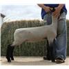 Image 1 : Burson Club Lambs