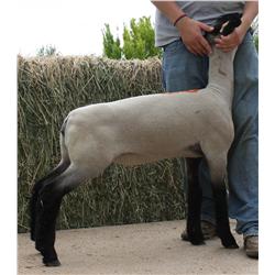 Burson Club Lambs