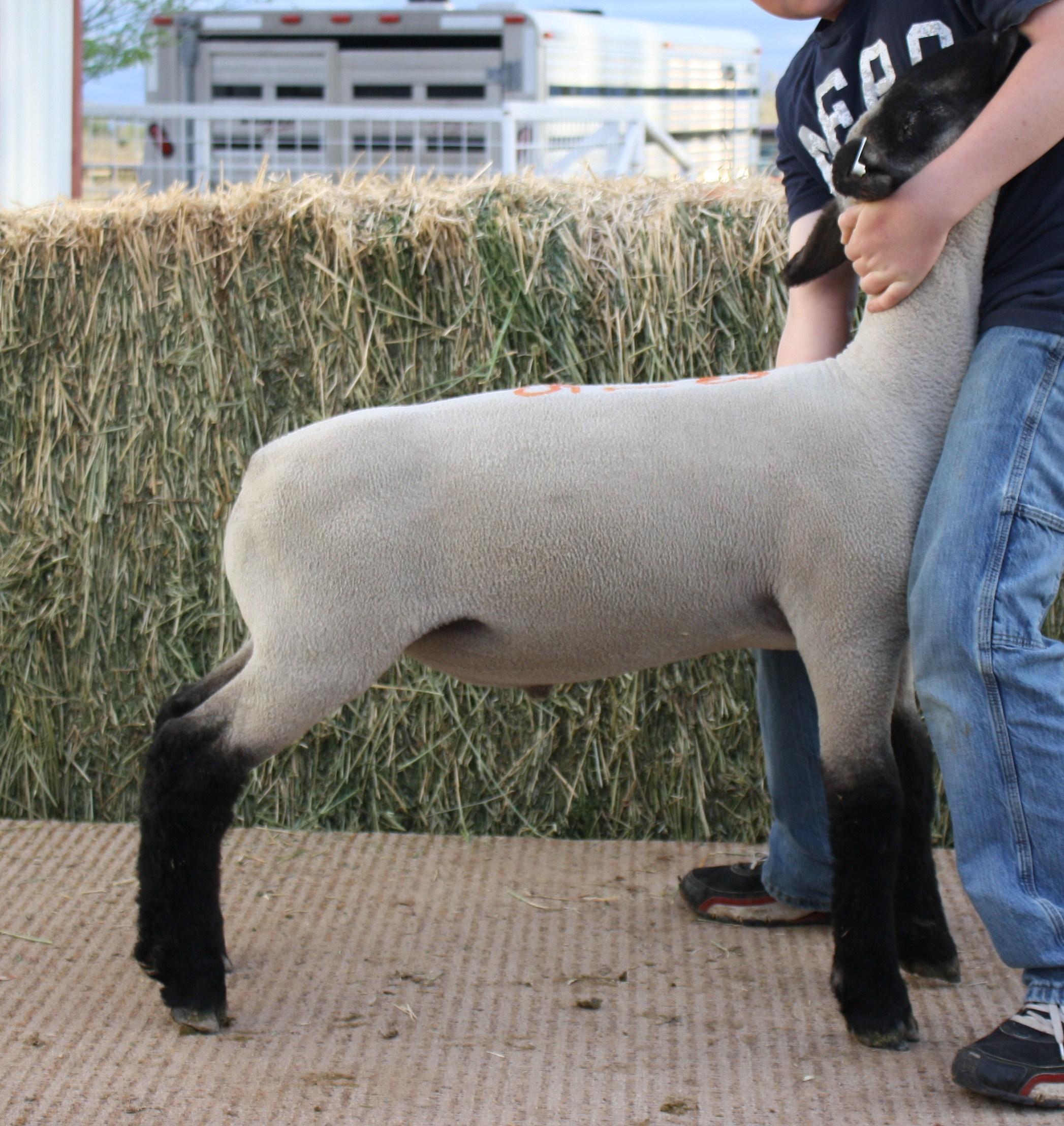 Little Rascals Club Lambs