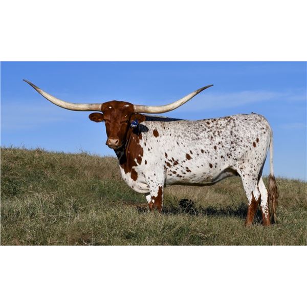 SCRATCH: HOT DAM HCL