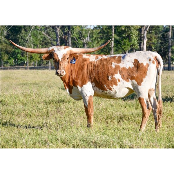 RJF CAROLINA ROSE 334