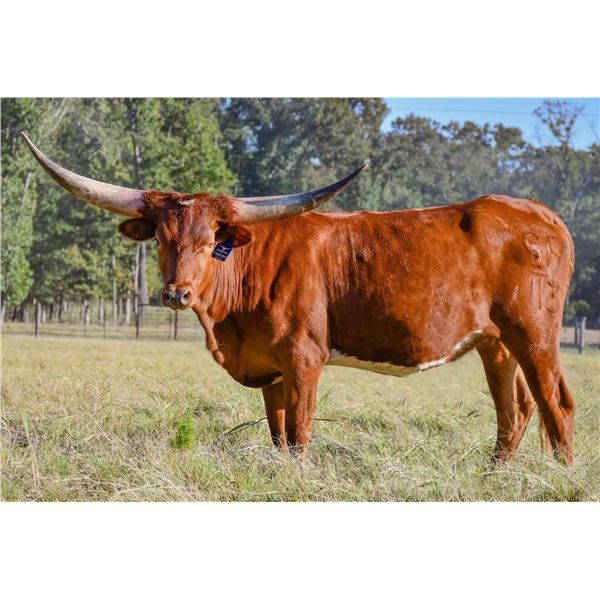 SF Delightful Memory