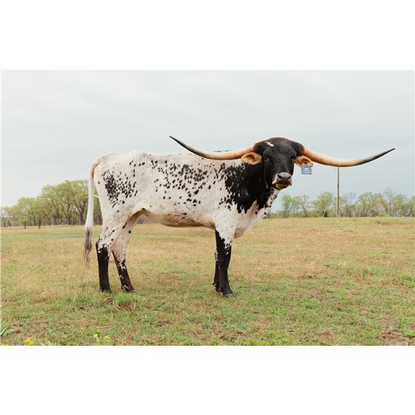 Sunhaven Double Sweet