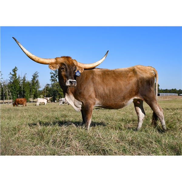 HR SUPER JAMMIN COMMANDO