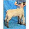 Image 1 : Poe Hampshires