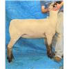 Image 1 : Poe Hampshires