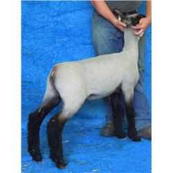 Poe Hampshires