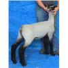Image 1 : Poe Hampshires