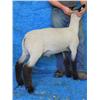 Image 1 : Poe Hampshires
