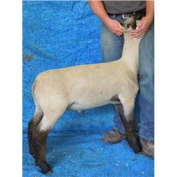Kpoe Livestock