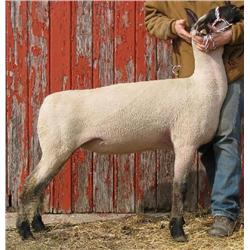 Adams 2977 RRNN Yearling hampshire ewe