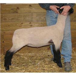Adams 3021 RRNN Hampshire ewe lamb 