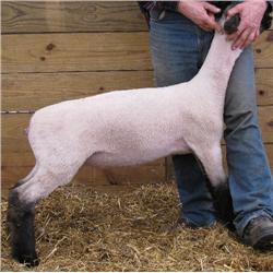 Adams 3030 RRNN Hampshire ewe lamb