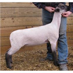 Adams 3043 RRNN Hampshire ewe lamb