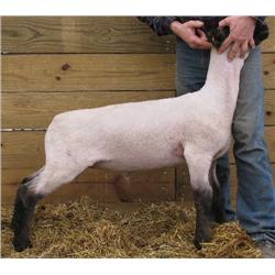 Adams 3042 Wether