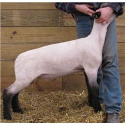 Adams 3017 Wether