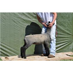 Thompson Brothers Ky143-0423 Ewe Lamb