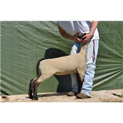 Thompson Brothers Ky143-0457 Ewe Lamb