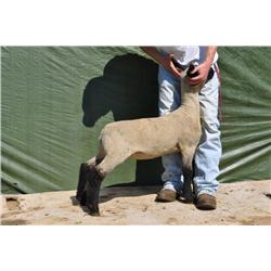 Thompson Brothers Ky143-0477 Ewe Lamb
