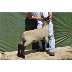 Thompson Brothers Ky143-0445 Wether