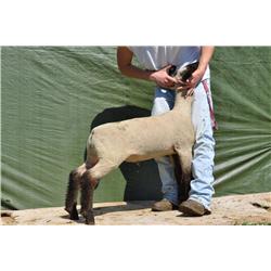 Thompson Brothers Ky143-0451 Wether