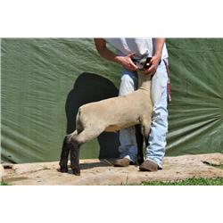 Thompson Brothers Ky143-0472 Wether