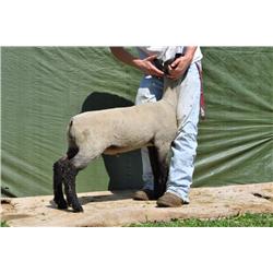 Thompson Brothers Ky143-0458 Wether