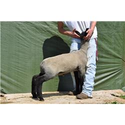 Thompson Brothers Ky143-0468 Wether